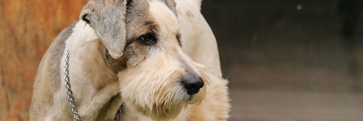 UNDERDOGS: lições divertidas para pais humanos